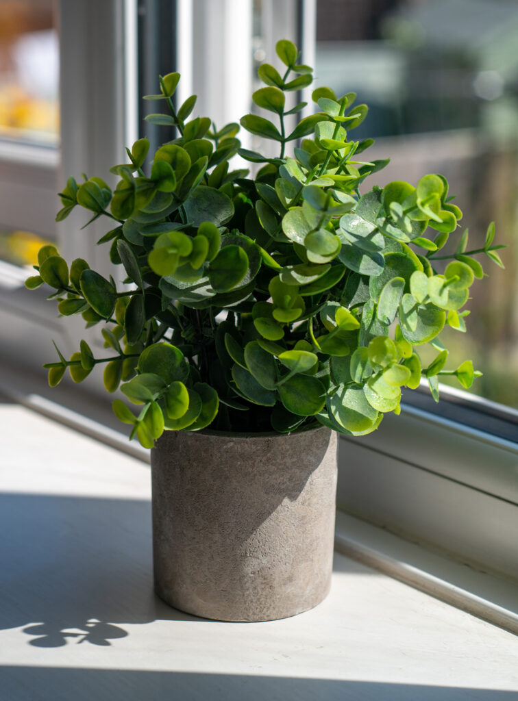 A photo of a plant from the 50m 1.8 Nikon lens on the Nikon Z6